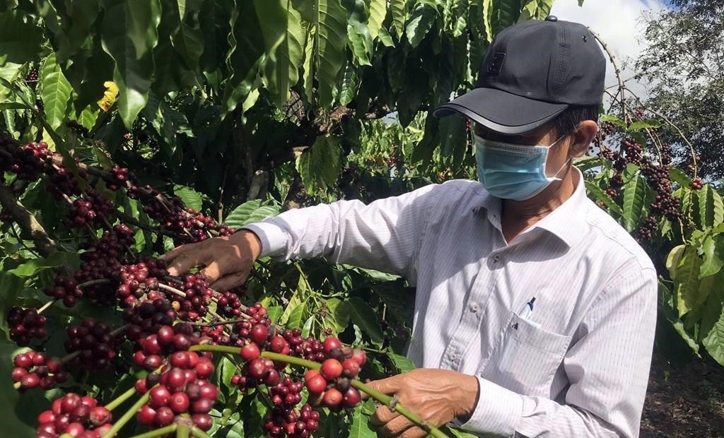 Cà phê có dễ đạt mục tiêu xuất khẩu 5 tỷ USD trong năm 2024?