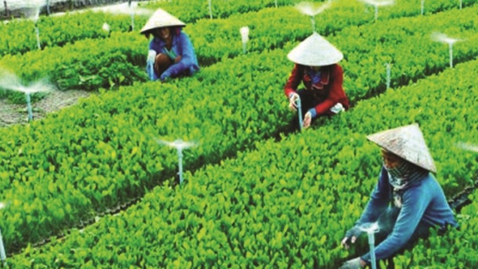 Vai trò của hợp tác xã thúc đẩy nông nghiệp xanh và giảm phát thải