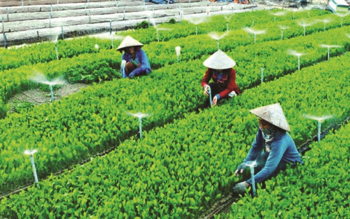 Vai trò của hợp tác xã thúc đẩy nông nghiệp xanh và giảm phát thải