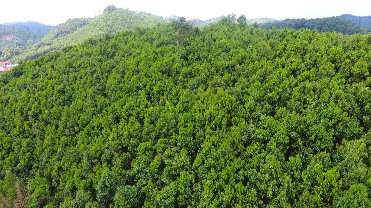Các địa phương cần đa dạng hóa các nguồn vốn thực hiện nâng cao chất lượng rừng
