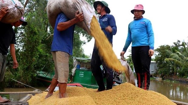 Thị trường nông sản tuần qua: Giá lúa và gạo đều tăng, cà phê lập kỷ lục mới