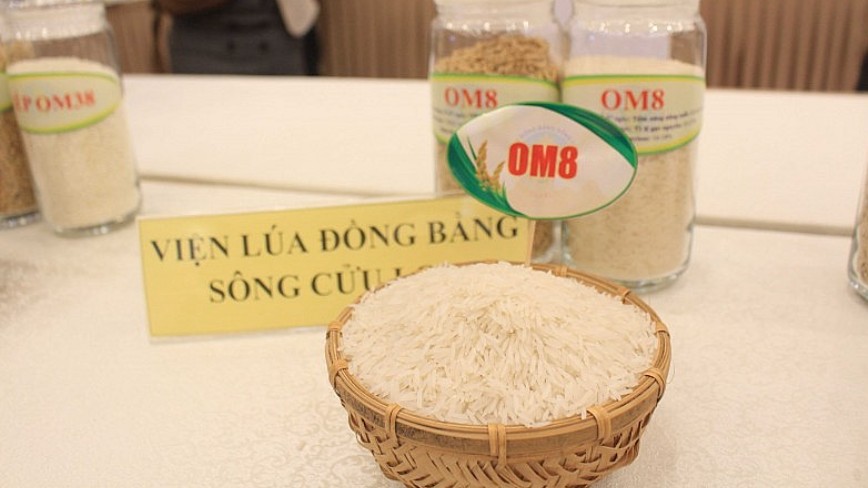 Ngày 17/4: Giá gạo quay đầu giảm 50 - 100 đồng/kg, lúa giữ ổn định