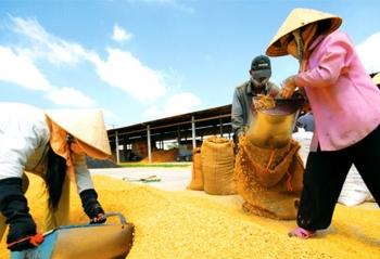 Ngày 19/4: Giá lúa tại khu vực Đồng bằng sông Cửu Long tăng giảm trái chiều