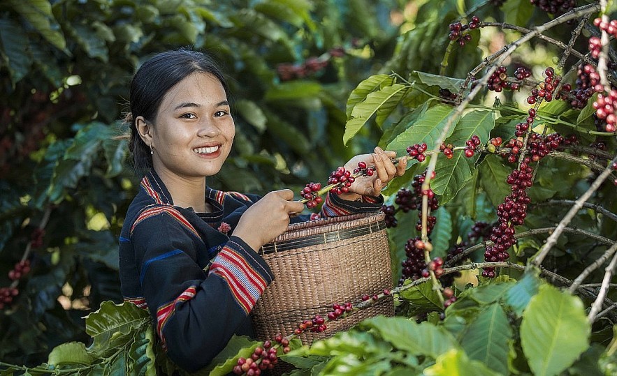 Ngày 21/4: Giá cà phê và hồ tiêu đồng loạt tăng vào cuối tuần