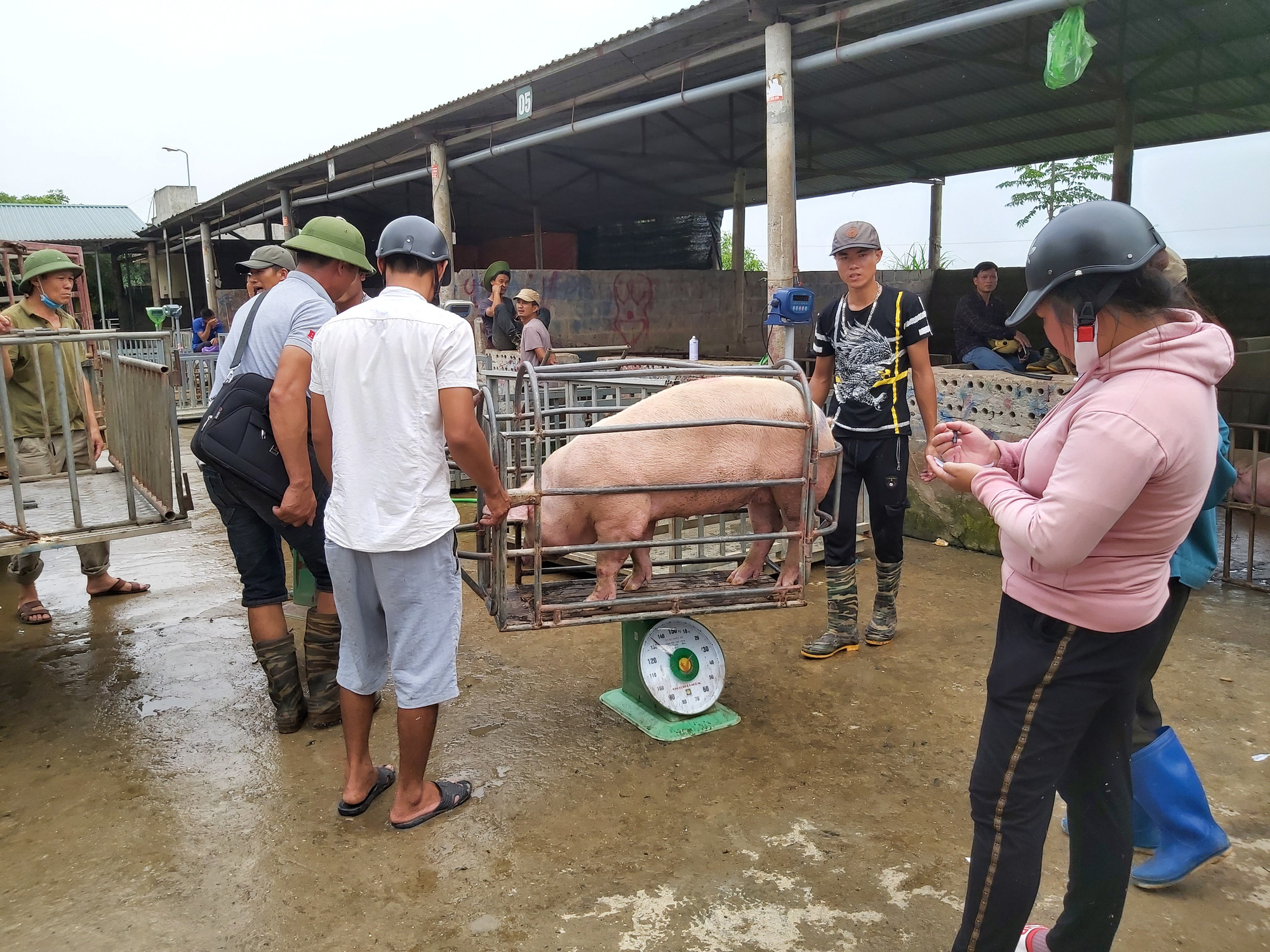 Ngày 22/4: Giá heo hơi tăng từ 1.000