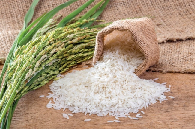 Ngày 23/4: Giá gạo nguyên liệu trong nước điều chỉnh giảm nhẹ, gạo xuất khẩu ổn định