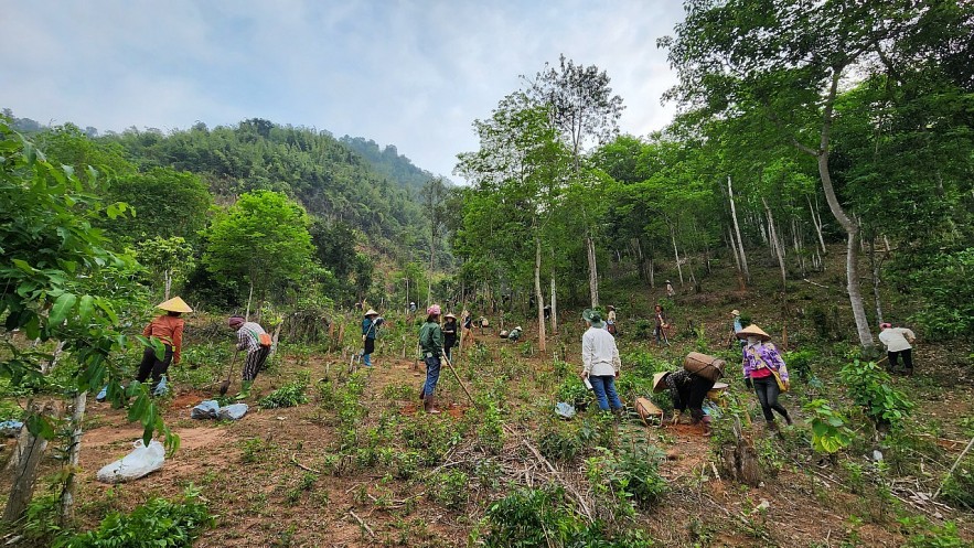 Trồng hơn 2.000 cây lim xanh để phục hồi 4 ha rừng phòng hộ tại bản Thín, Sơn La