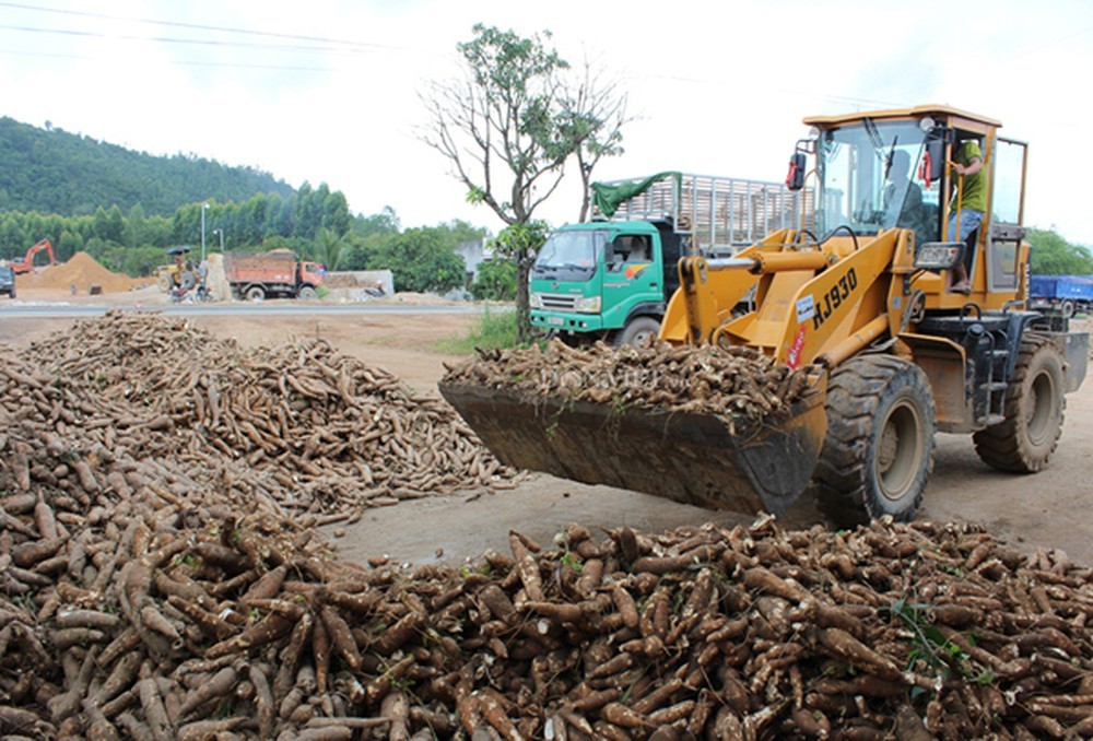 Ngành sắn đặt mục tiêu sản lượng vượt 12 triệu tấn, xuất khẩu đạt 2 tỷ USD vào năm 2030