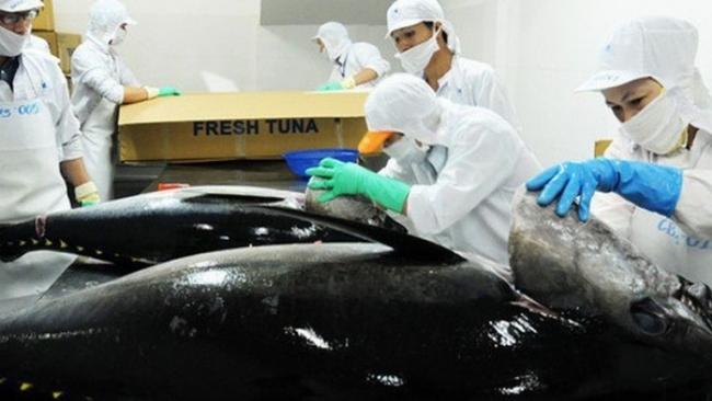 Xuất khẩu cá ngừ khó đạt mốc tỷ đô