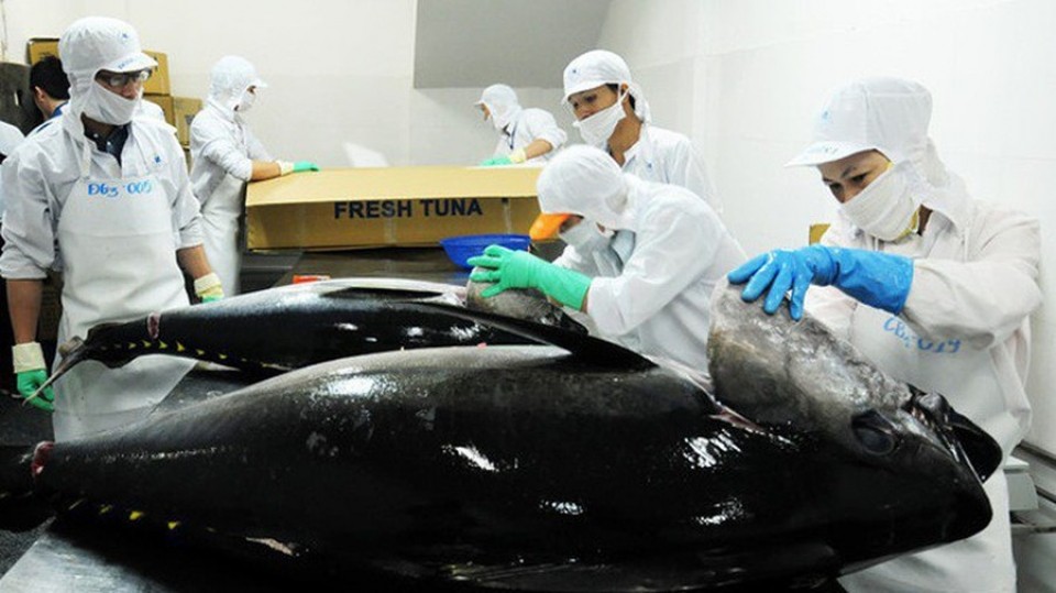 Xuất khẩu cá ngừ khó cán đích mốc tỷ đô USD