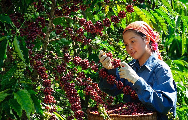 Ngày 27/4: Giá cà phê và tiêu giảm trở lại, cao su đồng loạt tăng