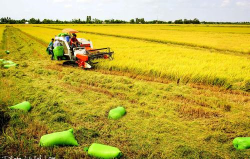 Ngày 27/4: Gạo xuất khẩu Việt Nam tiếp tục chiếm lĩnh các thị trường trọng điểm