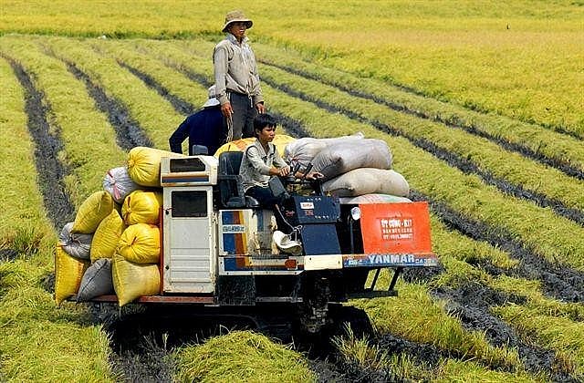 Ngày 29/4: Giá gạo xuất khẩu giảm nhẹ, nguồn cung đang giảm dần