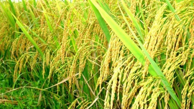 Ngày 2/5: Giá lúa giao động từ 7.400 - 8.200 đồng/kg, gạo tiếp tục xu hướng đi ngang