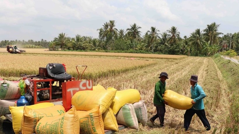 Vietnam leads in export rice prices globally
