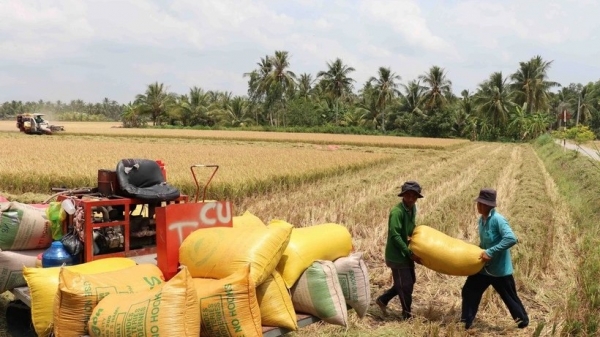 Vietnam leads in export rice prices globally - Vimarsana News