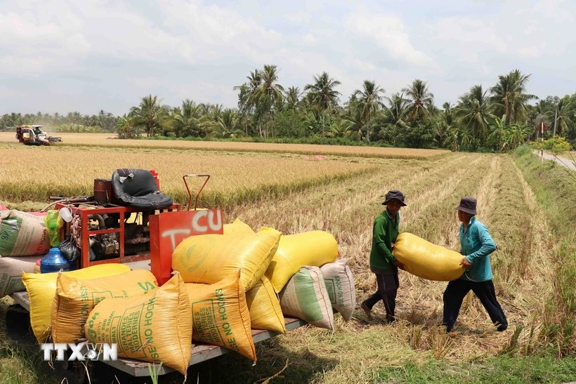 Vietnam leads in export rice prices globally