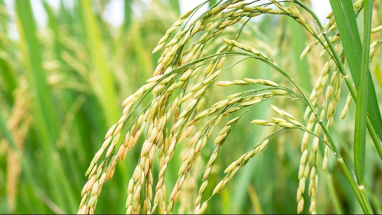 Ngày 8/5: Giá lúa gạo quay đầu giảm với cả lúa và gạo