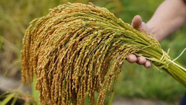 Ngày 9/5: Giá lúa điều chỉnh tăng, giá gạo giảm