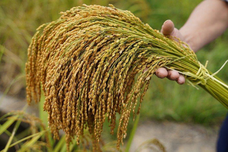 Ngày 9/5: Giá lúa điều chỉnh tăng, giá gạo giảm