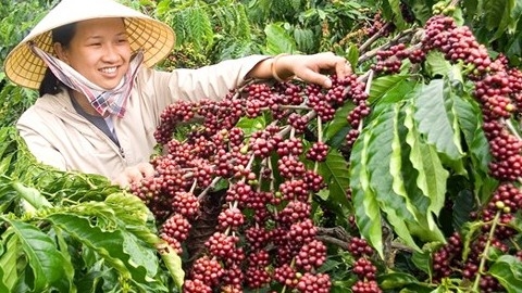 Giữ đầu ra ổn định cho nông sản Tây Nguyên