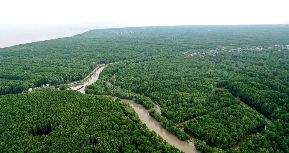Tín chỉ carbon tại khu vực Đồng bằng sông Cửu Long - Tiềm năng không chỉ từ rừng
