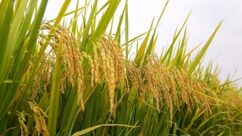Ngày 15/5: Giá lúa biến động trái chiều, gạo có xu hướng đi ngang