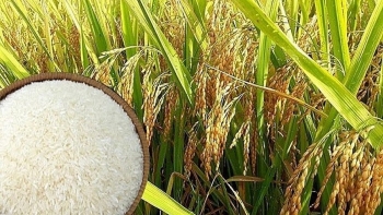 Ngày 16/5: Giá lúa gạo tại Đồng bằng sông Cửu Long tiếp tục xu hướng đi ngang
