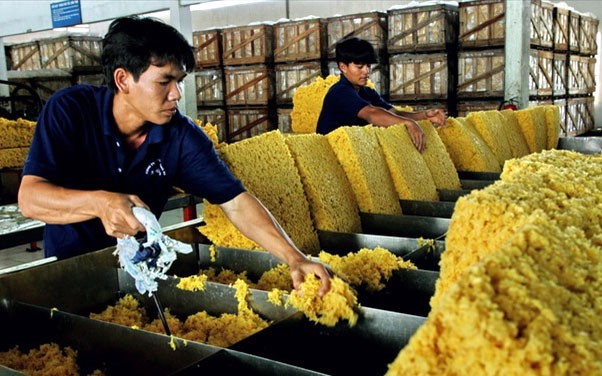 Ngành cao su Việt Nam cần chuẩn bị gì để đáp ứng quy định chống phá rừng Châu Âu?