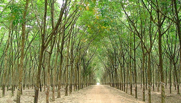 Ngành cao su cần chuẩn bị gì để đáp ứng quy định chống phá rừng châu Âu?