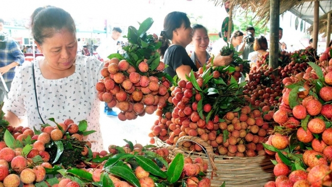 Doanh nghiệp chủ động kết nối, xúc tiến thương mại cho vải thiều