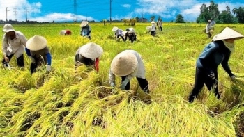 Tập đoàn Lộc Trời đã trả nợ xong tiền lúa cho nông dân