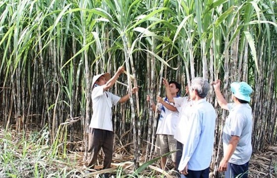 Cổ phiếu “ngọt lịm” trên sàn chứng khoán, các doanh nghiệp mía đường kinh doanh ra sao?