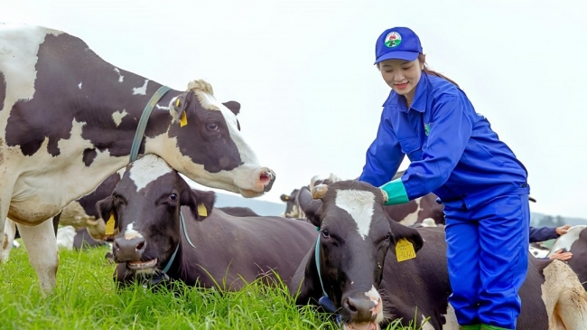 "Sức khỏe" của Mộc Châu Milk trước thềm chuyển sàn HoSE?