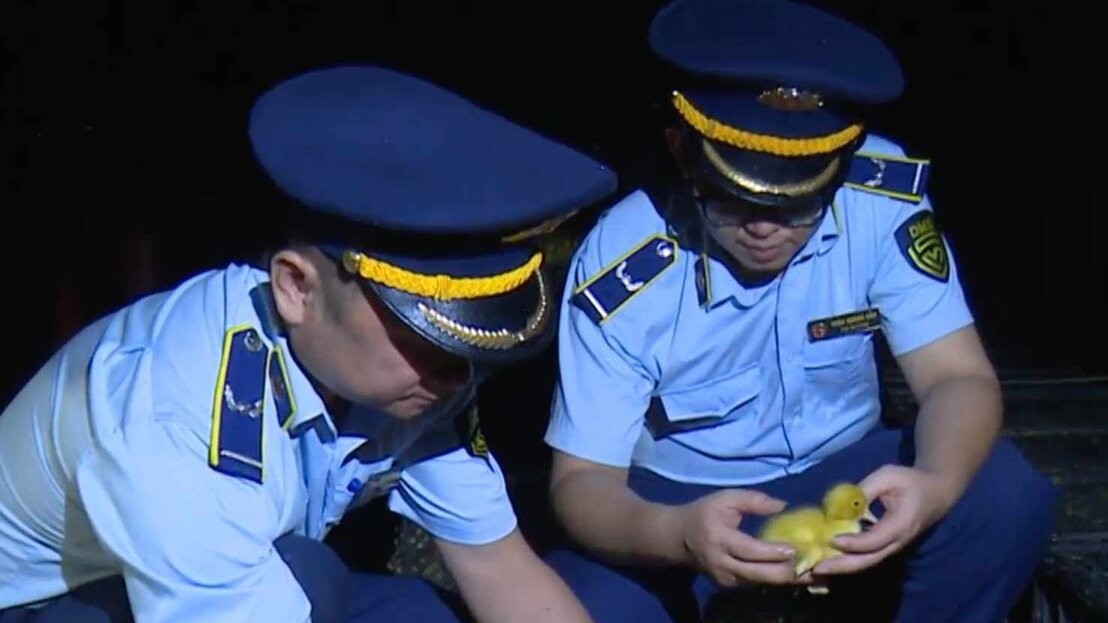 Ba tỉnh biên giới cần ngăn chặn, xử lý nghiêm trường hợp nhập lậu giống vật nuôi