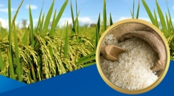VFA phải xác minh thông tin doanh nghiệp gạo "bỏ thầu giá thấp"