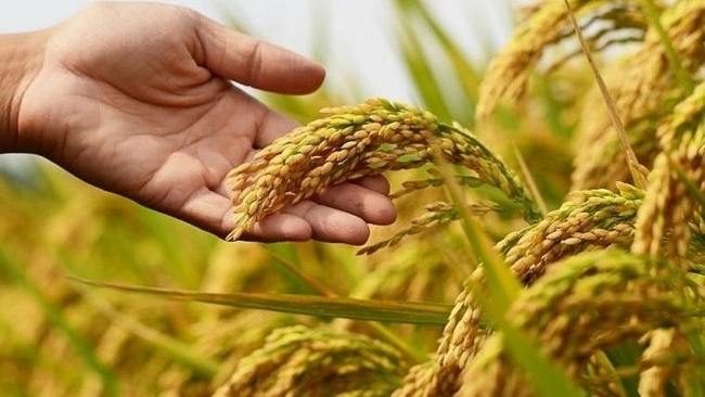 Ngày 2/6: Giá lúa đi ngang, gạo xuất khẩu tiếp tục giảm