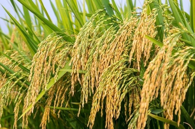 Khó hợp tác công - tư trong nghiên cứu, thương mại giống lúa