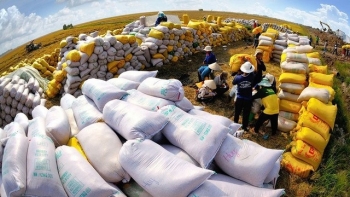 Viet Nam exports 1.44 million tons of rice to Philippines