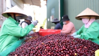Coffee exports reach 2.9 billion USD in five months