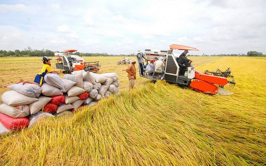 Ngày 7/6: Giá gạo trong nước tăng, gạo xuất khẩu giảm nhẹ