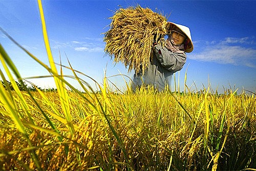 Ngày 8/6: Giá gạo tiếp đà tăng