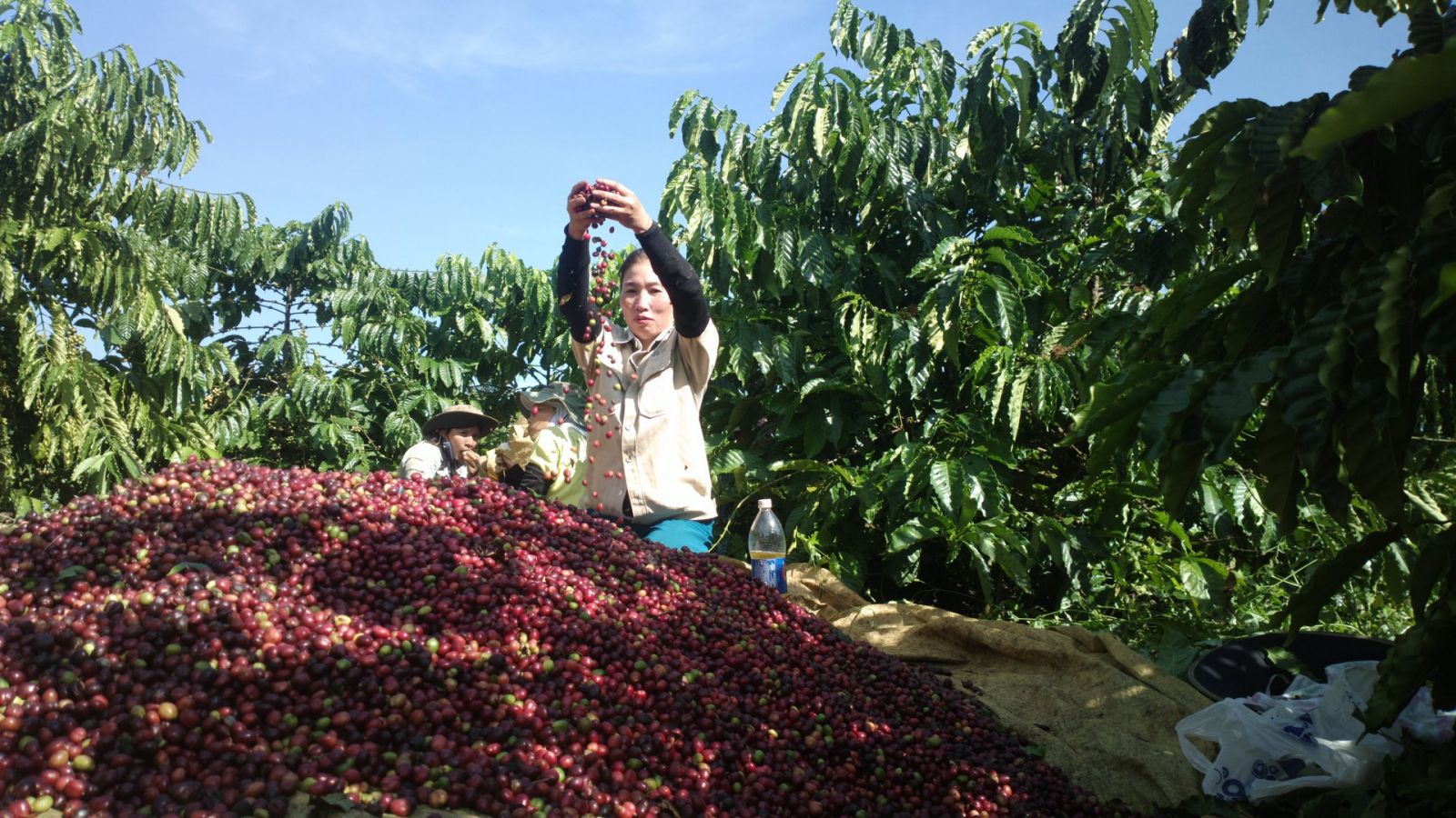 Giá nông sản ngày 16/6/2023: Cà phê tiếp tục tăng mạnh, hồ tiêu đạt 73.500 đồng/kg