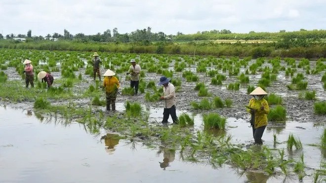 Circular economy seen as lifeline for Mekong Delta's agriculture