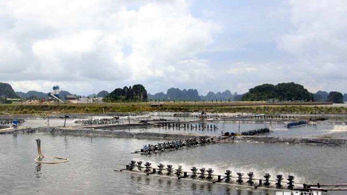 Quang Ninh strives to become northern region’s marine aquaculture hub