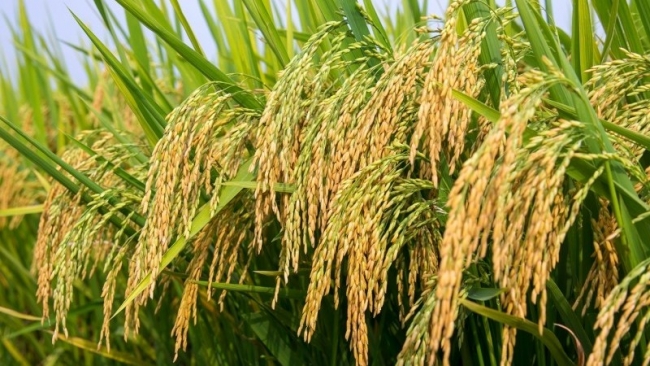 Ngày 18/6: Giá lúa quanh mốc 7.400 - 7.500 đồng/kg, gạo xuất khẩu giảm