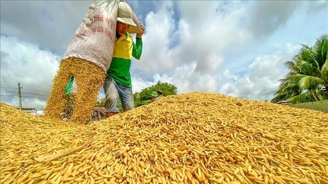 Ngày 20/6: Giá lúa giảm 100 - 200 đồng/kg, giá gạo đi ngang
