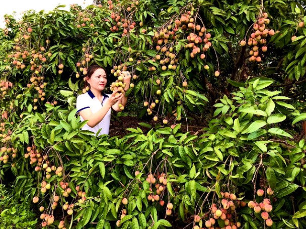 Thăm thủ phủ vải Thiều sớm được mùa ở huyện Tân Yên, tỉnh Bắc Giang - Ảnh 4