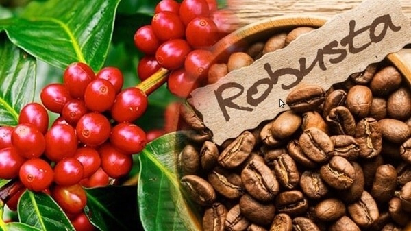 Ngày 21/6: Giá cà phê và sao su tăng mạnh, hồ tiêu giao dịch quanh mốc 160.000 đồng/kg