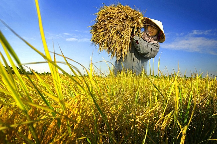 Ngày 21/6: Giá lúa giảm mạnh từ 200 - 400 đồng/kg, gạo biến động trái chiều